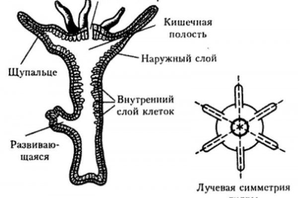 Кракен активная ссылка