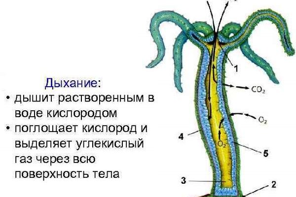 Kraken сайт kraken torion